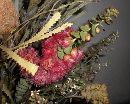 Droge Verticordia grandis bloemkop.