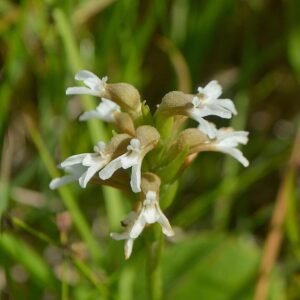Spiranthinae orchidee met groene bloemen en langwerpige bladeren op kleigrond.