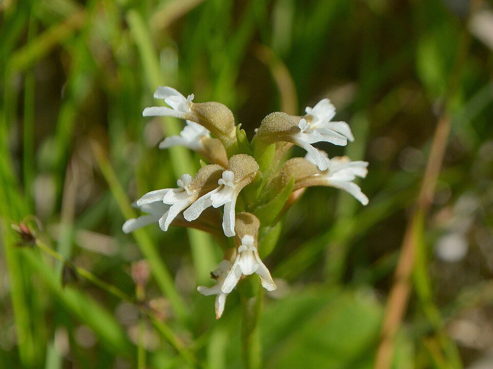 Spiranthinae orchidee met groene bloemen en langwerpige bladeren op kleigrond.