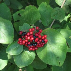 Wollige sneeuwbal plant met witte bloemen en groene bladeren.