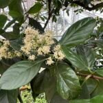 Viburnum odoratissimum plant in a botanical garden setting.