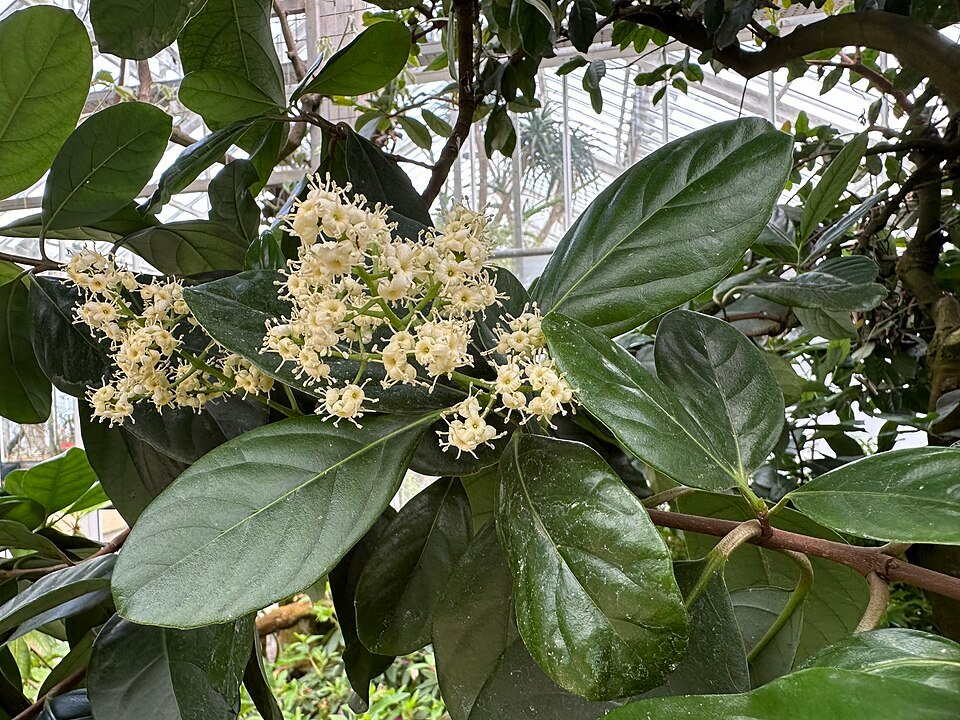 Viburnum odoratissimum plant in a botanical garden setting.
