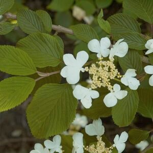 Viburnum plicatum plant met bloeiende witte bloemen en groene bladeren.