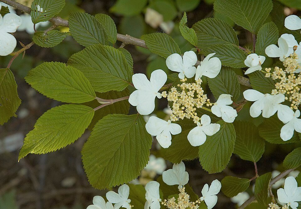 Viburnum plicatum plant met bloeiende witte bloemen en groene bladeren.