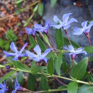 Vinca herbacea plant met paarse bloemen en groene bladeren tegen een onscherpe achtergrond.