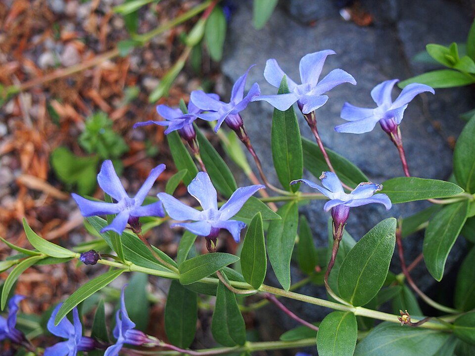 Vinca herbacea plant met paarse bloemen en groene bladeren tegen een onscherpe achtergrond.