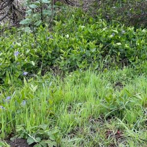 Grote maagdenpalm met donkergroene bladeren en paarse bloemen op kleigrond.