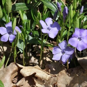 Kleine maagdenpalm met paarse bloemen en groene bladeren op kleigrond in zonlicht.