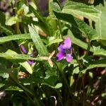 Viola betonicifolia bloem met paarse en witte bloembladeren.