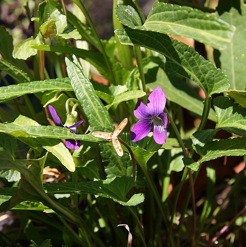 Viola betonicifolia bloem met paarse en witte bloembladeren.
