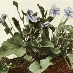 Viola labradorica plant met paarse bloemen en groene bladeren.