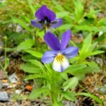Driekleurig viooltje in zonnige standplaats, beperkt winterhard.