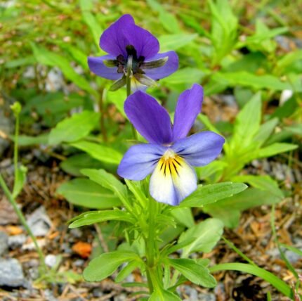 Driekleurig viooltje in zonnige standplaats, beperkt winterhard.