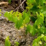 Arizonaanse druivenrank met groene bladeren en stengels tegen heldere achtergrond.