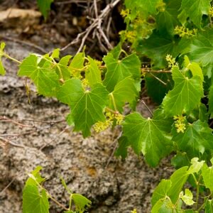 Arizonaanse druivenrank met groene bladeren en stengels tegen heldere achtergrond.