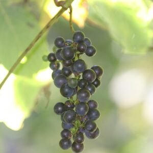 Rode Vitis coignetiae vruchten op een tak.