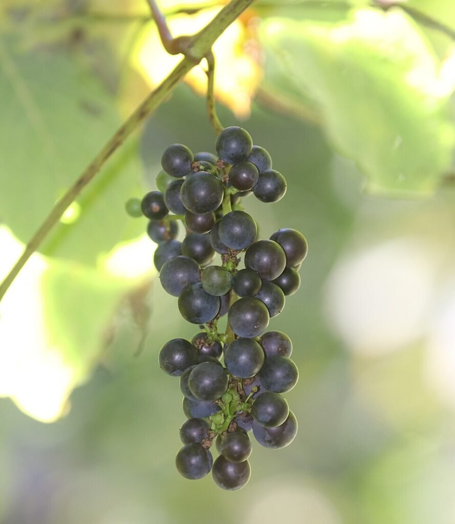 Rode Vitis coignetiae vruchten op een tak.