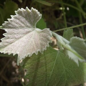 Green and purple hues on new leaf of Vitis girdiana.