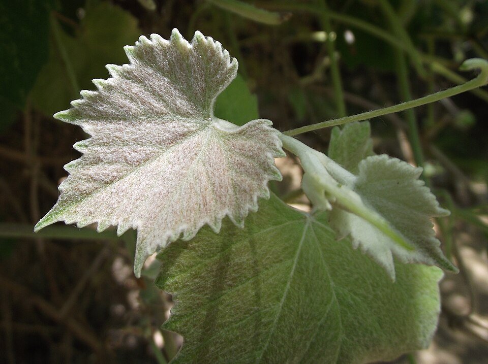Green and purple hues on new leaf of Vitis girdiana.