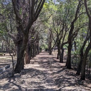 Botanische tuin met kleurrijke bloemen en groene planten in Viveros de Coyoacán.