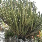 Weberbauerocereus cactus met roze bloemen in natuurlijke omgeving.