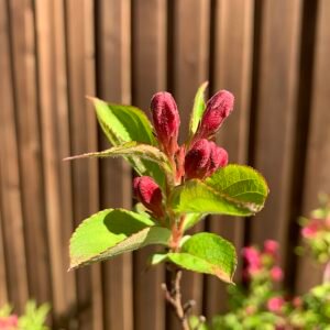 Weigela florida bloemknoppen in rood met zonlicht.
