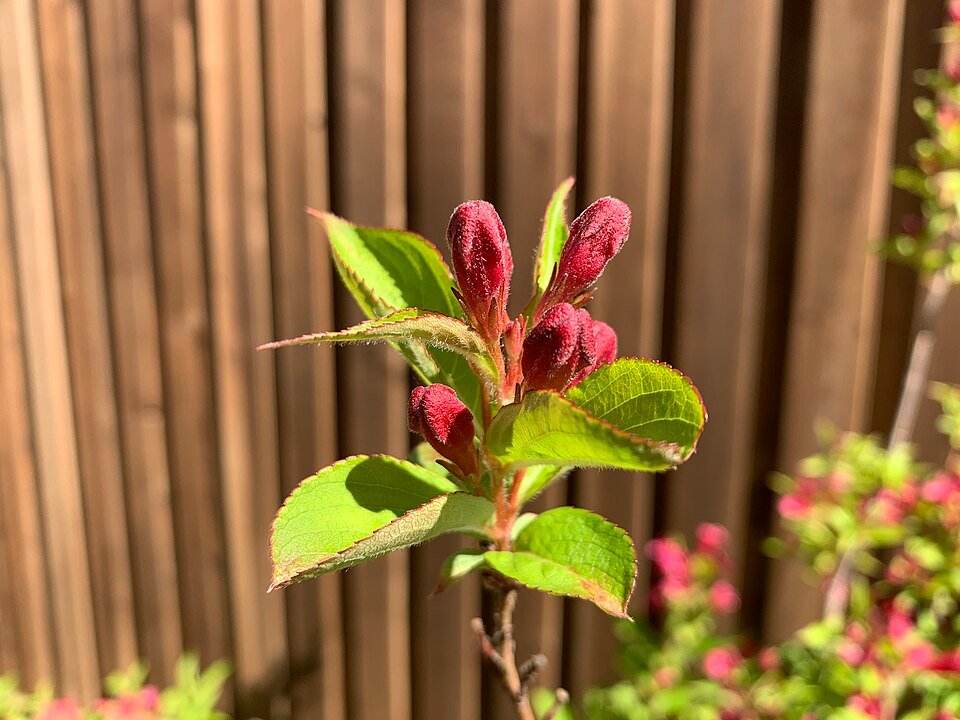 Weigela florida bloemknoppen in rood met zonlicht.