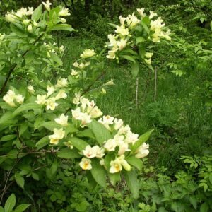 Yellow Weigela middendorffiana flower with green leaves on sunny background.