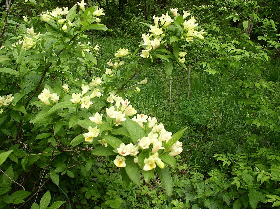 Yellow Weigela middendorffiana flower with green leaves on sunny background.