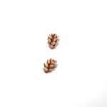 Westelijke hemlockspar boom met groene naalden en schors.