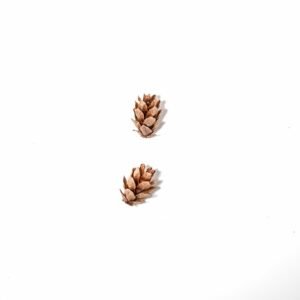 Westelijke hemlockspar boom met groene naalden en schors.