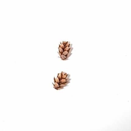Westelijke hemlockspar boom met groene naalden en schors.