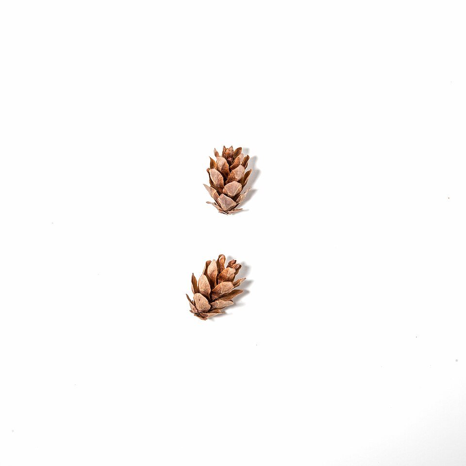 Westelijke hemlockspar boom met groene naalden en schors.