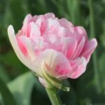 Witte roze dubbele late tulp in volle bloei.
