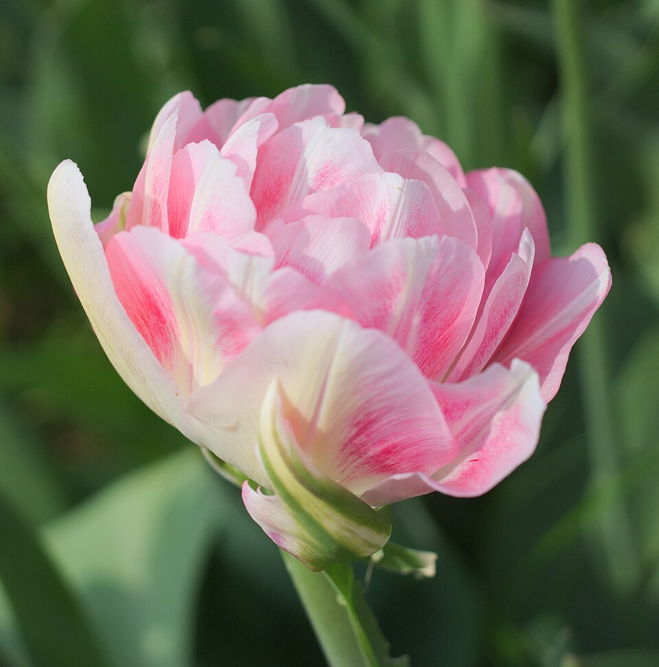 Witte roze dubbele late tulp in volle bloei.