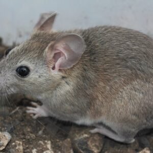 White-toothed woodrat in natural habitat, Neotoma leucodon.