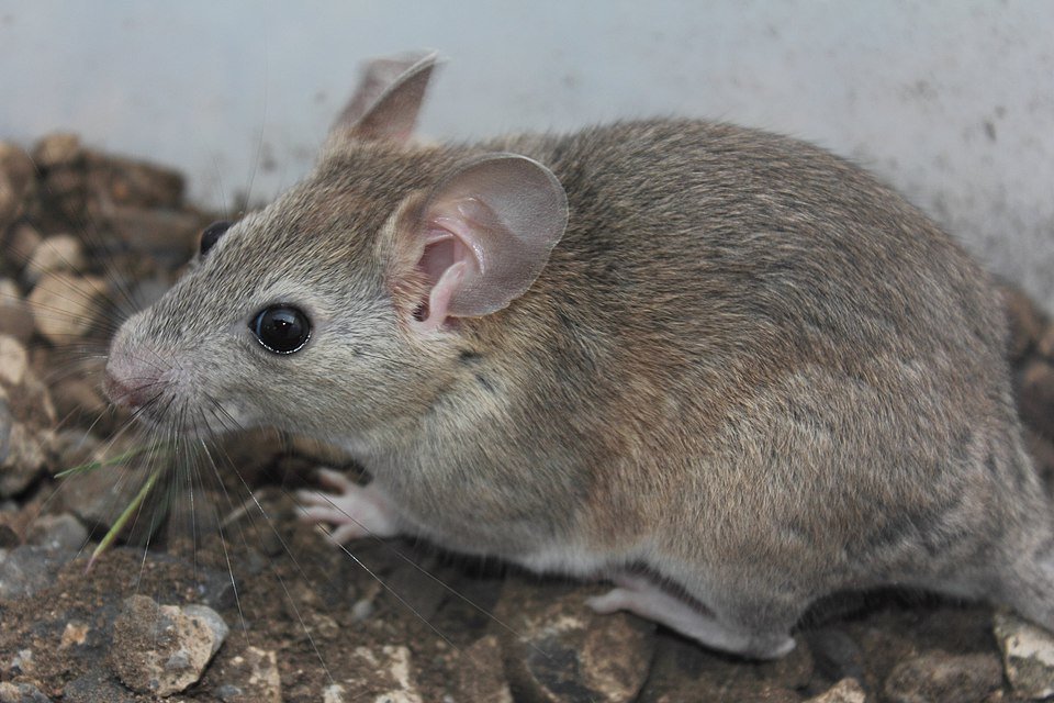 White-toothed woodrat in natural habitat, Neotoma leucodon.
