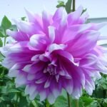 Witte getipte dahlia bloem op een close-up foto.