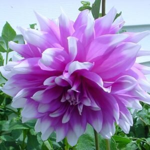 Witte getipte dahlia bloem op een close-up foto.