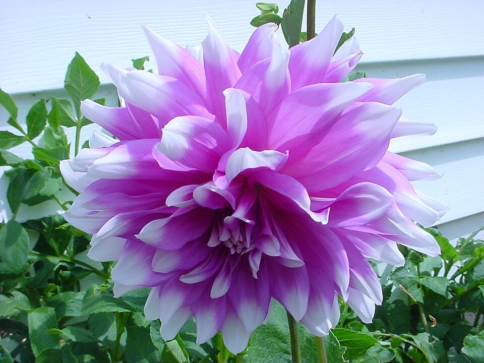 Witte getipte dahlia bloem op een close-up foto.