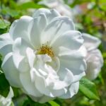 Witte Rosa Rugosa-hybride bloem op een heldere achtergrond.
