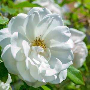 Witte Rosa Rugosa-hybride bloem op een heldere achtergrond.