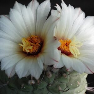 White blooming Strombocactus cactus with spines on white background.