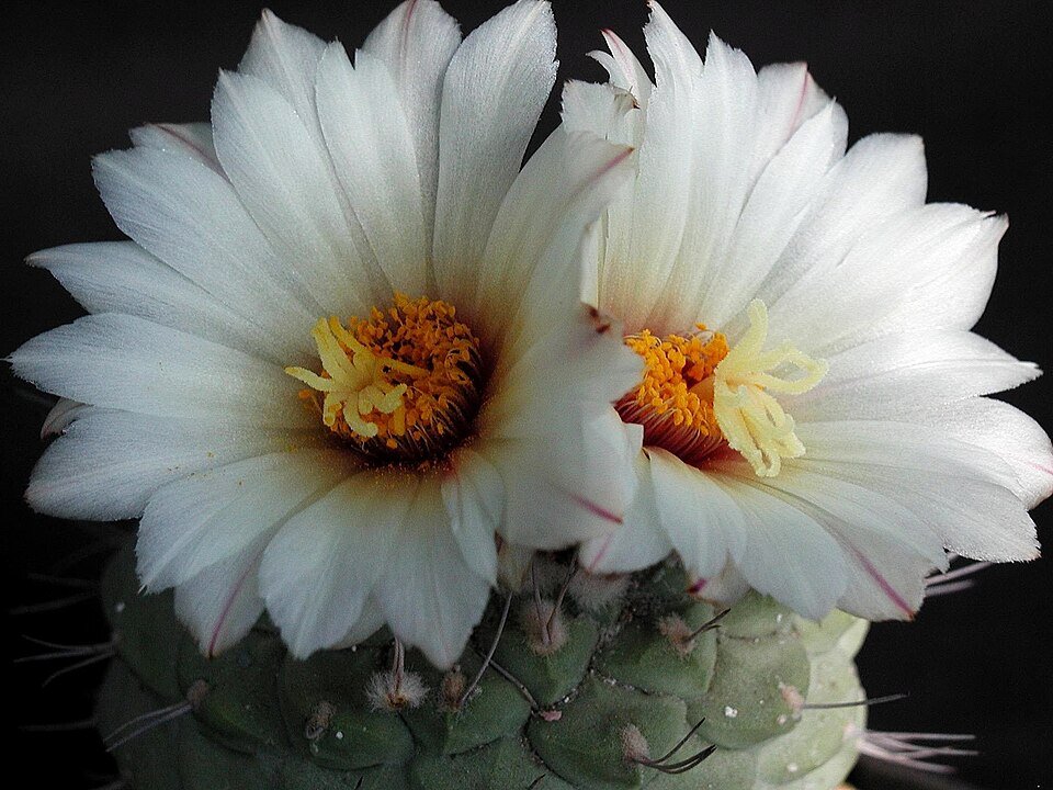 White blooming Strombocactus cactus with spines on white background.