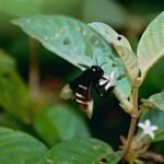 Eulaema bombiformis wilde bij op bloem.
