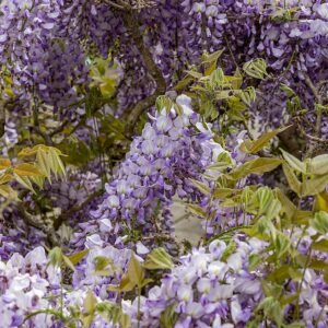 Chinese blauweregen bloemen in Christchurch Botanic Gardens, Nieuw-Zeeland.