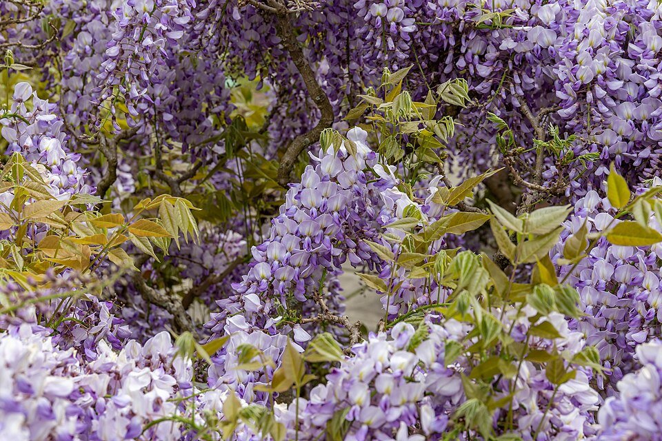 Chinese blauweregen bloemen in Christchurch Botanic Gardens, Nieuw-Zeeland.