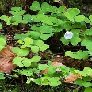 Witte klaverzuring op kleigrond in schaduw na regenval.