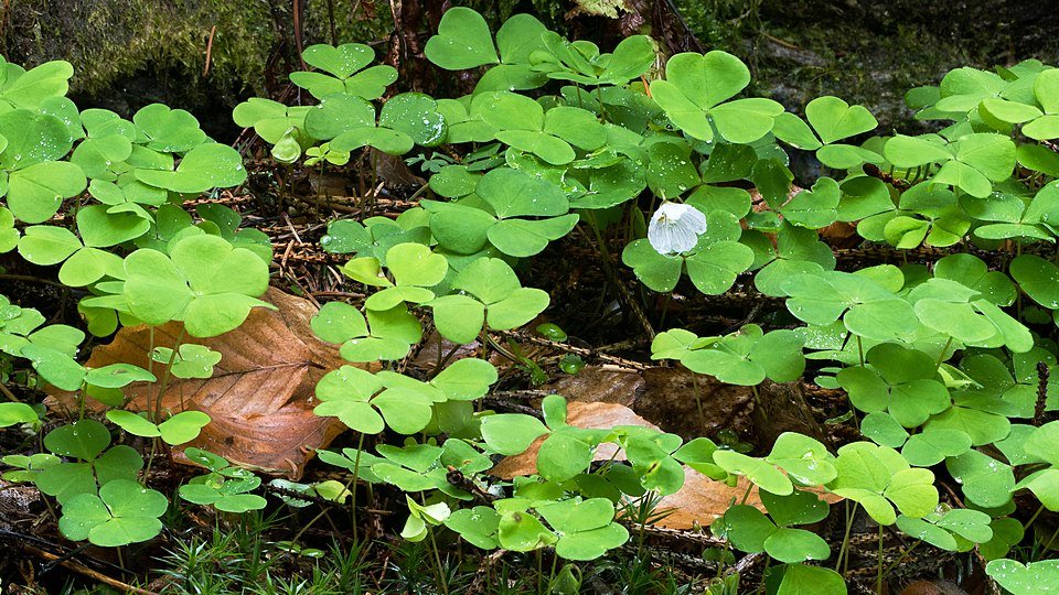 Witte klaverzuring op kleigrond in schaduw na regenval.