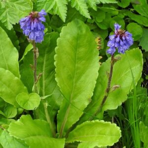 Purple-flowered Wulfenia carinthiaca plant with green leaves against natural background.